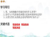 初中 生物 濟(jì)南版（2024）七年級下冊4.3.3  性染色體決定人的性別 課件