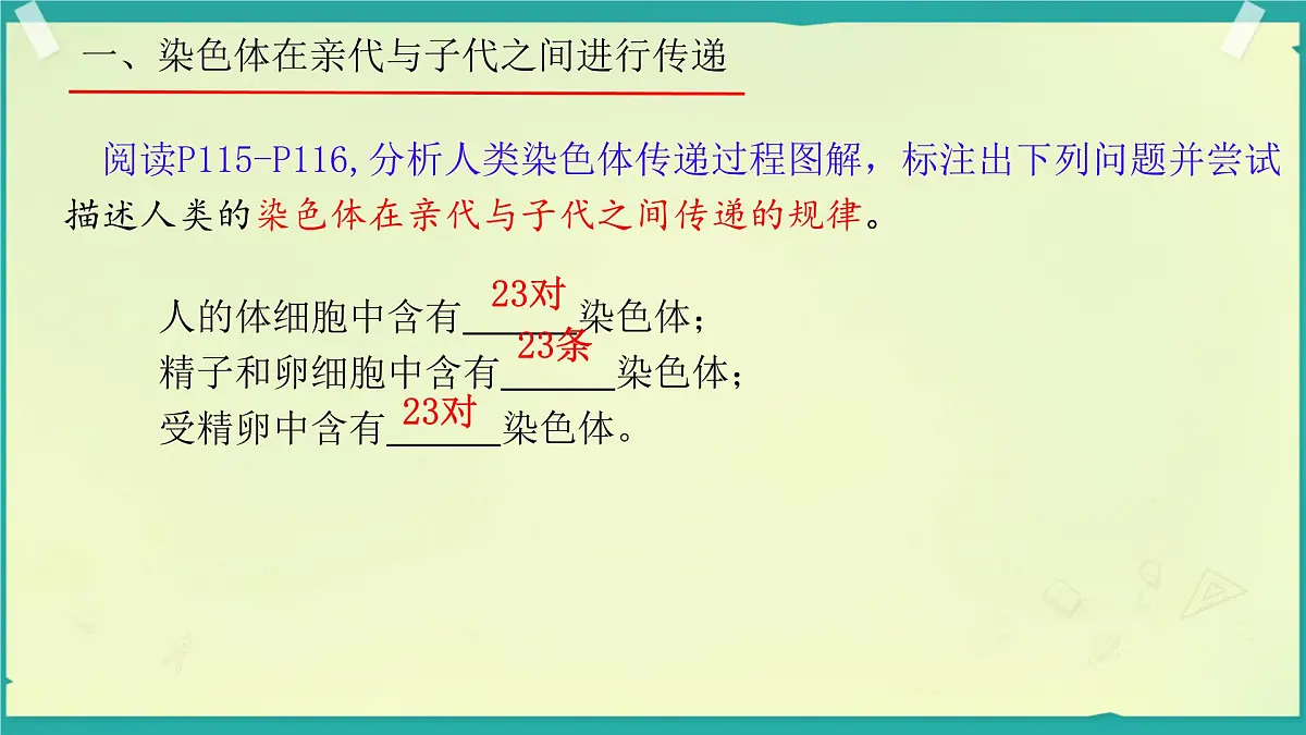 初中 生物 济南版（2024）七年级下册4.3.3 性染色体决定人的性别 课件第4页