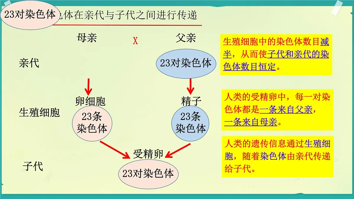 初中 生物 济南版（2024）七年级下册4.3.3 性染色体决定人的性别 课件第5页