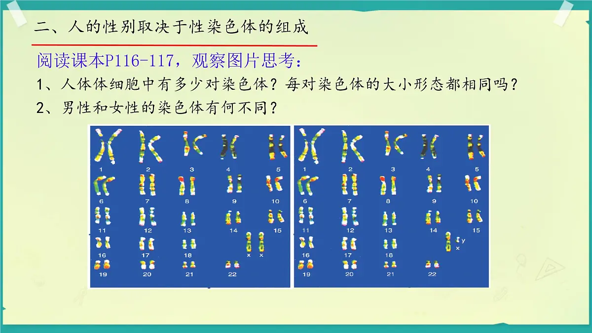 初中 生物 济南版（2024）七年级下册4.3.3 性染色体决定人的性别 课件第7页