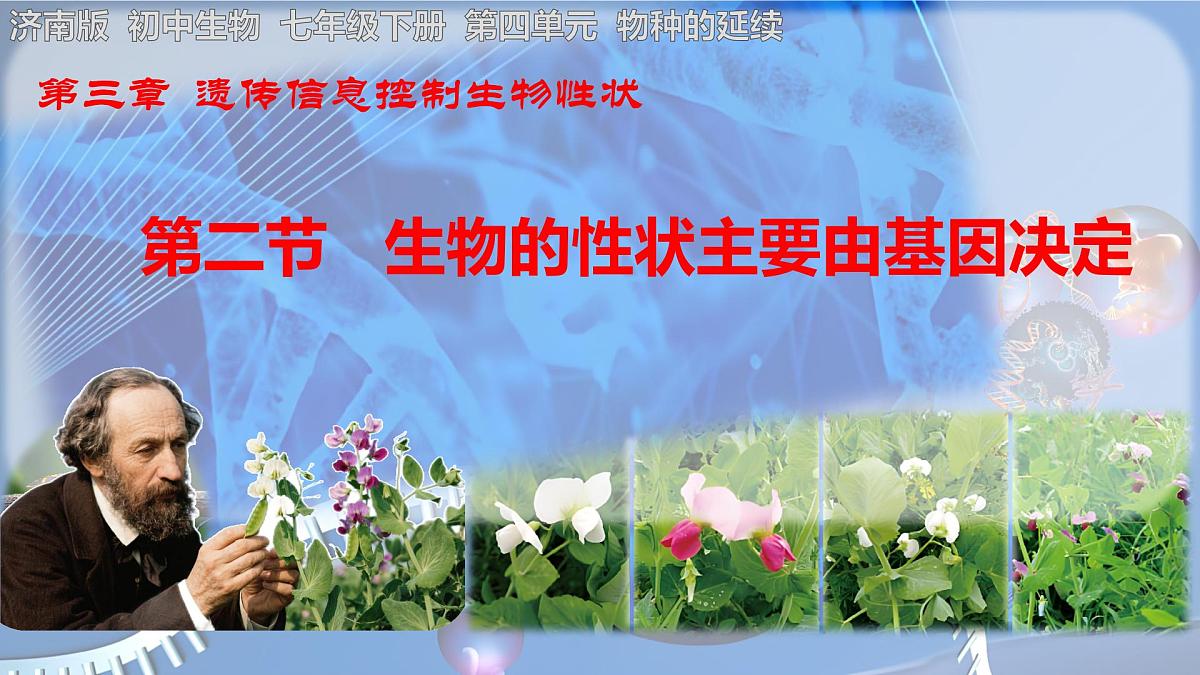 初中 生物 济南版（2024）七年级下册4.3.2  生物的性状主要由基因决定 课件第1页