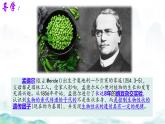 初中 生物 濟(jì)南版（2024）七年級(jí)下冊(cè)4.3.2  生物的性狀主要由基因決定 課件
