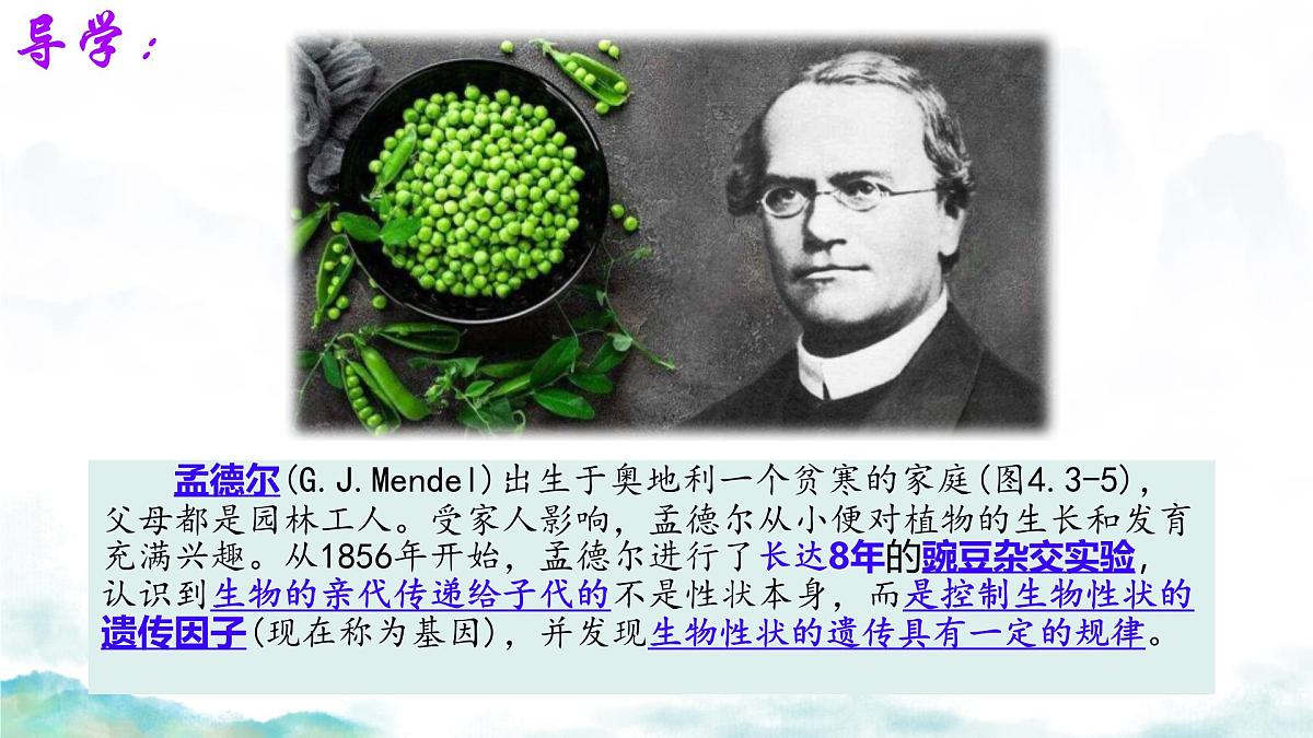 初中 生物 济南版（2024）七年级下册4.3.2  生物的性状主要由基因决定 课件第3页