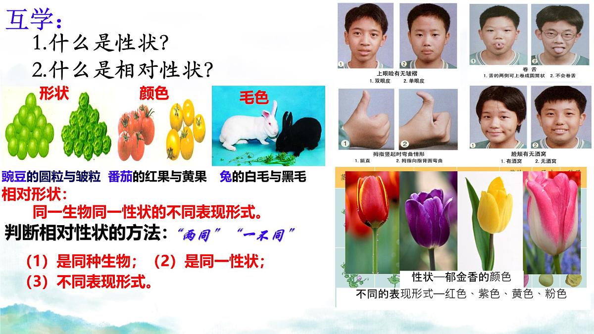 初中 生物 济南版（2024）七年级下册4.3.2  生物的性状主要由基因决定 课件第7页