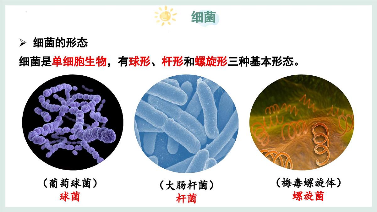 2.2.2细菌课件-2024--2025学年冀少版生物七年级上册第5页