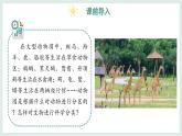 2.3.1生物的分類課件-2024--2025學年冀少版生物七年級上冊