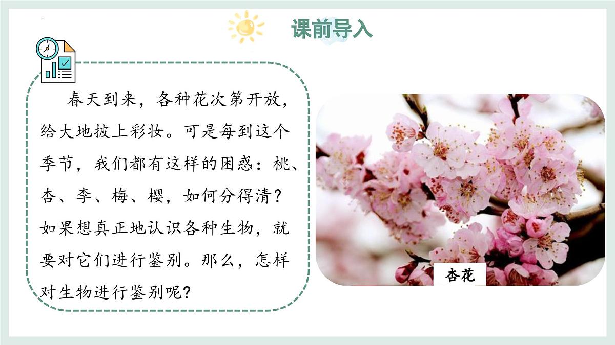 2.3.2生物的鉴别课件-2024--2025学年冀少版生物七年级上册第3页