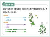 2.3.2生物的鑒別課件-2024--2025學年冀少版生物七年級上冊