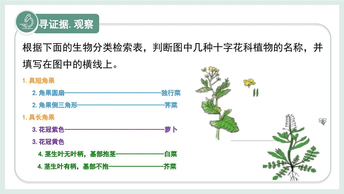 2.3.2生物的鉴别课件-2024--2025学年冀少版生物七年级上册第4页