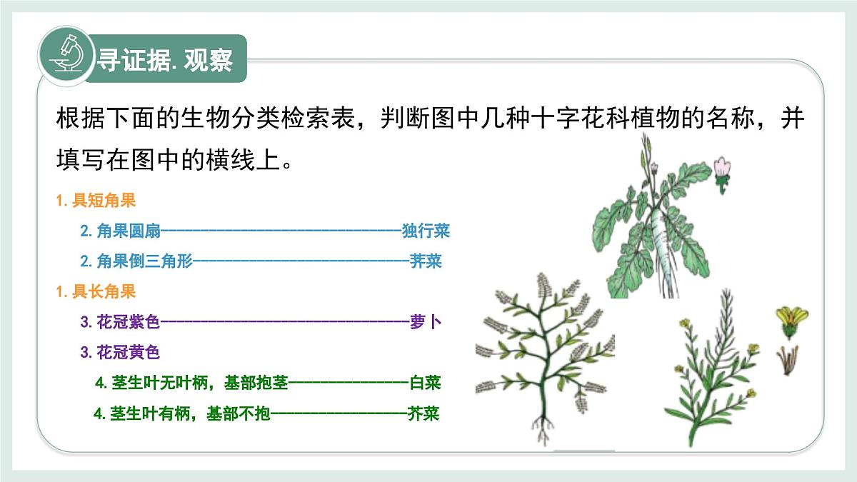 2.3.2生物的鉴别课件-2024--2025学年冀少版生物七年级上册第5页