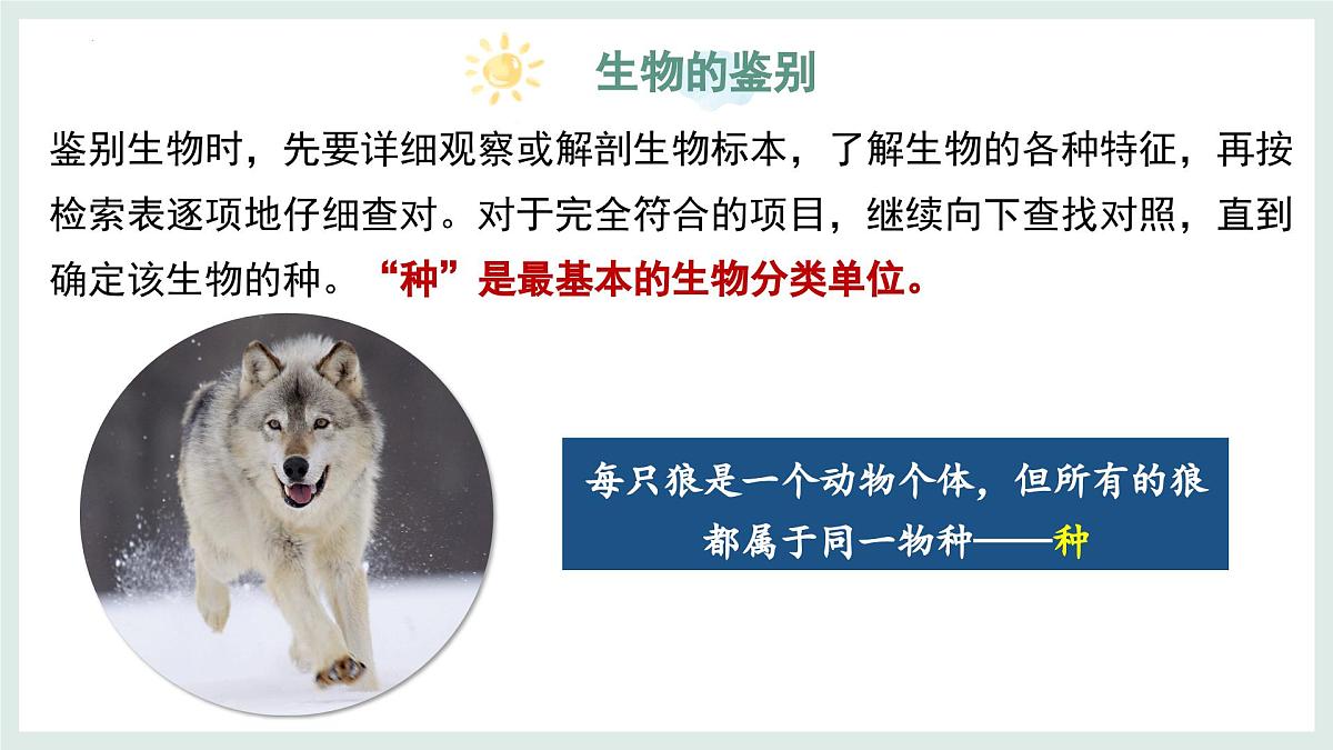 2.3.2生物的鉴别课件-2024--2025学年冀少版生物七年级上册第8页