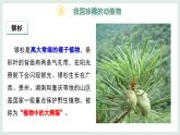 2.4.1我國(guó)的珍稀動(dòng)植物資源+課件-2024--2025學(xué)年冀少版生物七年級(jí)上冊(cè)