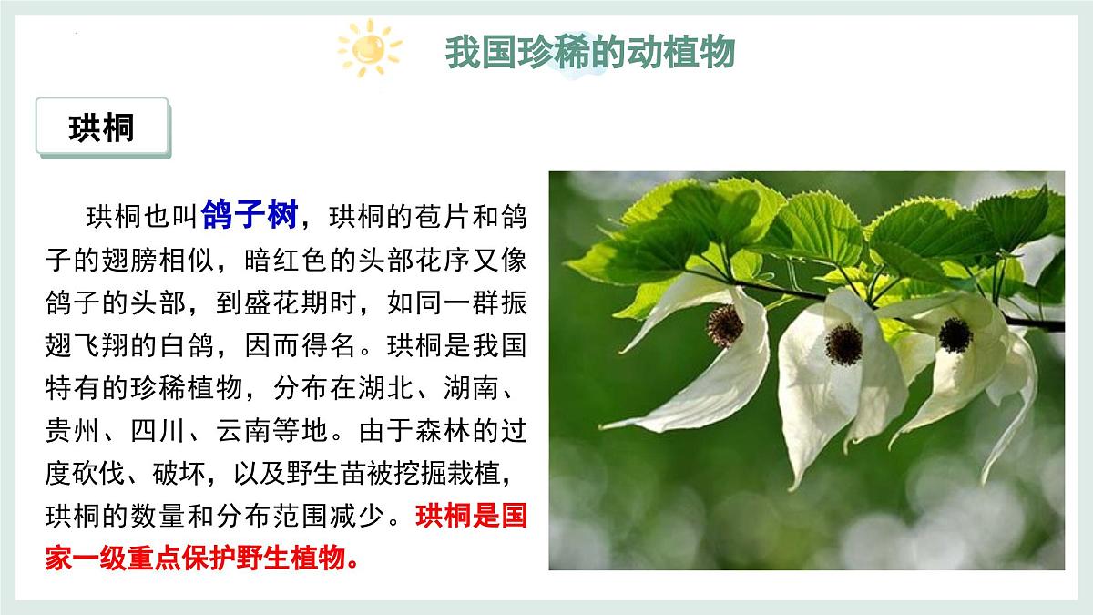 2.4.1我国的珍稀动植物资源+课件-2024--2025学年冀少版生物七年级上册第6页