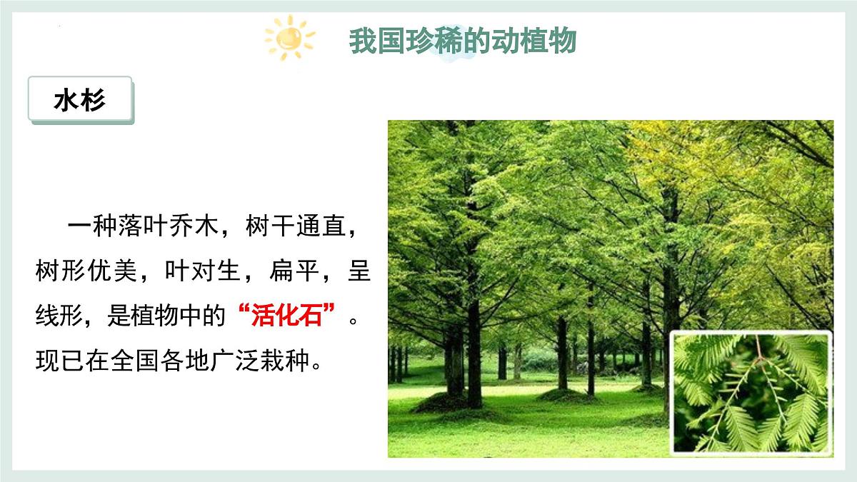 2.4.1我国的珍稀动植物资源+课件-2024--2025学年冀少版生物七年级上册第7页