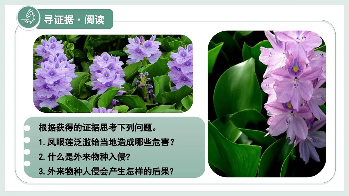 2.4.3外来物种入侵的防控课件-2024--2025学年冀少版生物七年级上册第5页