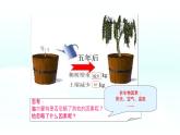 初中 生物 蘇教版（2024）七年級(jí)下冊4.11.1 植物的光合作用 課件