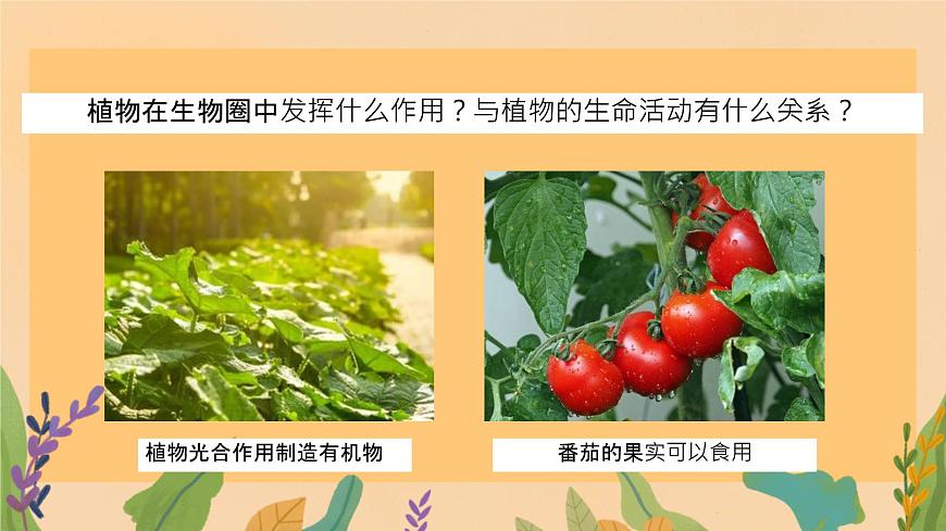 初中 生物 苏教版（2024）七年级下册4.11.4 植物在生物圈中的重要作用（第1课时） 课件第2页