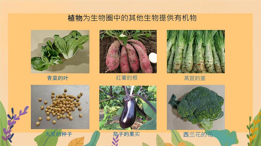 初中 生物 苏教版（2024）七年级下册4.11.4 植物在生物圈中的重要作用（第1课时） 课件第6页