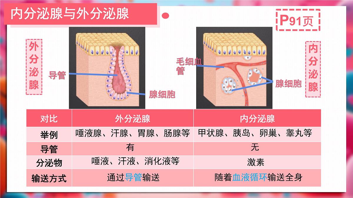初中 生物 北师大版（2024）七年级下册4.10.3 激素调节 课件第6页