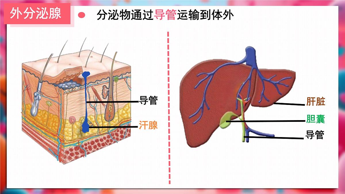 初中 生物 北师大版（2024）七年级下册4.10.3 激素调节 课件第8页