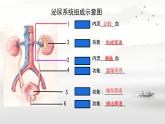 初中 生物 人教版（2024）七年級(jí)下冊(cè)4.5 人體內(nèi)廢物的排出（第一課時(shí)） 課件