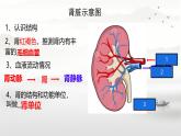 初中 生物 人教版（2024）七年級(jí)下冊(cè)4.5 人體內(nèi)廢物的排出（第一課時(shí)） 課件