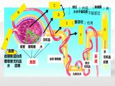 初中 生物 人教版（2024）七年級(jí)下冊(cè)4.5 人體內(nèi)廢物的排出（第二課時(shí)） 課件