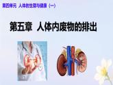 初中 生物 人教版（2024）七年級(jí)下冊(cè)4.5 人體內(nèi)廢物的排出 課件
