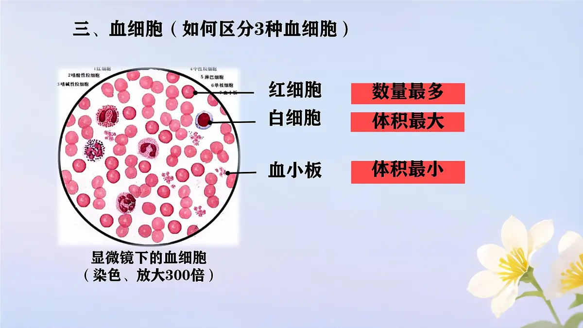 初中 生物人教版（2024）七年级下册4.4.1 流动的组织——血液 课件第5页
