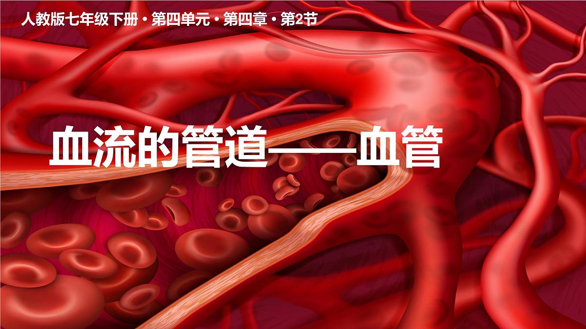 初中 生物人教版（2024）七年级下册4.4.2 血流的管道——血管 课件第1页