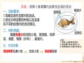 初中 生物人教版（2024）七年級(jí)下冊(cè)4.4.2 血流的管道——血管 課件