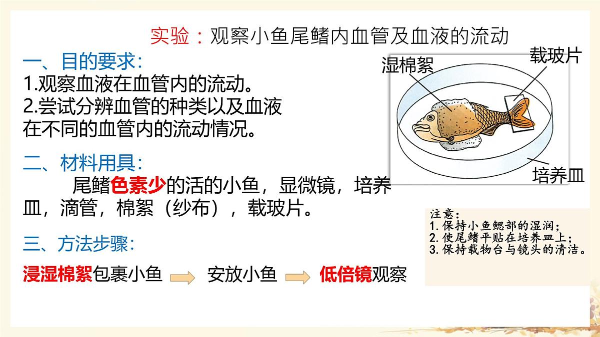 初中 生物人教版（2024）七年级下册4.4.2 血流的管道——血管 课件第5页