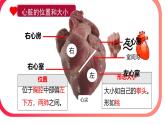初中 生物人教版（2024）七年級(jí)下冊(cè)4.4.3 輸送血液的泵——心臟 課件
