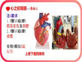 初中 生物人教版（2024）七年級(jí)下冊(cè)4.4.3 輸送血液的泵——心臟 課件