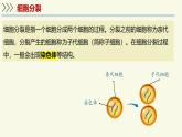 1.2.1細(xì)胞的分裂和分化-第1課時（教學(xué)課件）——初中生物學(xué)蘇教版（2024）七年級上冊