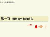 1.2.1細(xì)胞的分裂和分化-第2課時（教學(xué)課件）——初中生物學(xué)蘇教版（2024）七年級上冊