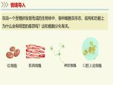 1.2.1細(xì)胞的分裂和分化-第2課時（教學(xué)課件）——初中生物學(xué)蘇教版（2024）七年級上冊