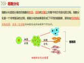 1.2.1細(xì)胞的分裂和分化-第2課時（教學(xué)課件）——初中生物學(xué)蘇教版（2024）七年級上冊