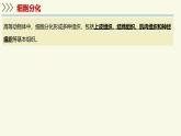 1.2.1細(xì)胞的分裂和分化-第2課時（教學(xué)課件）——初中生物學(xué)蘇教版（2024）七年級上冊