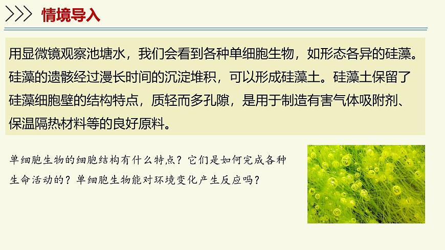 1.2.2单细胞生物（教学课件）——初中生物学苏教版（2024）七年级上册第3页