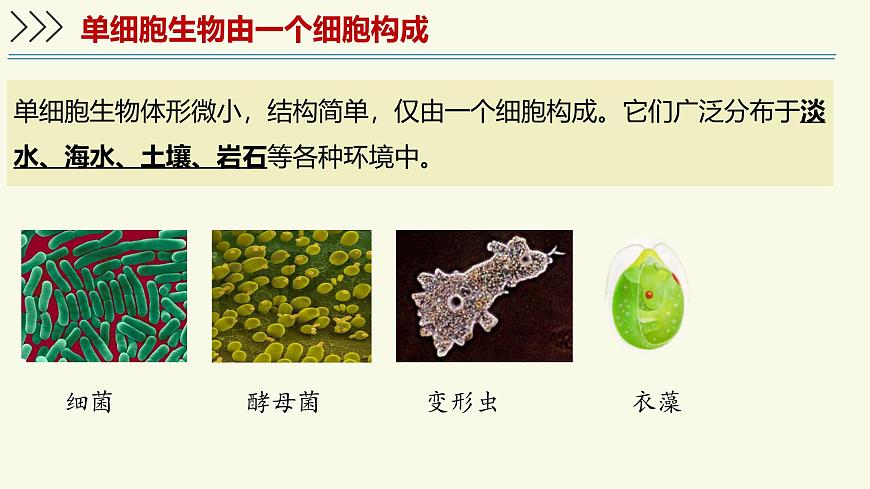 1.2.2单细胞生物（教学课件）——初中生物学苏教版（2024）七年级上册第4页