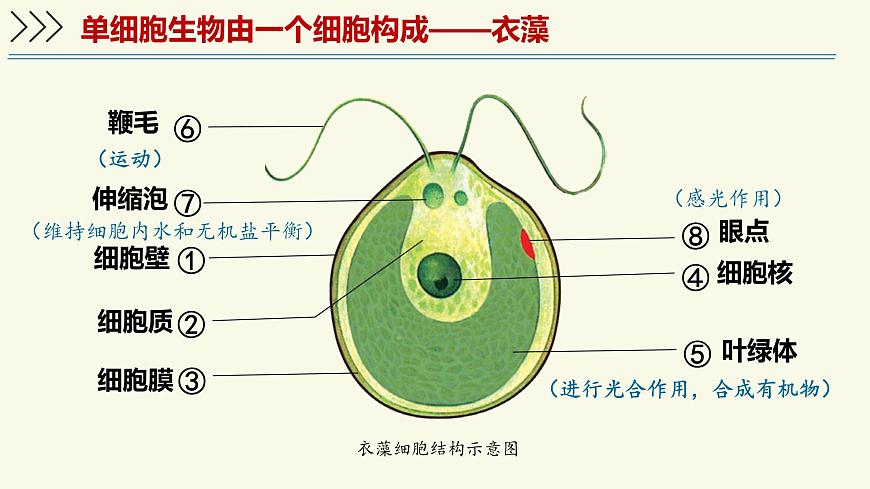1.2.2单细胞生物（教学课件）——初中生物学苏教版（2024）七年级上册第6页