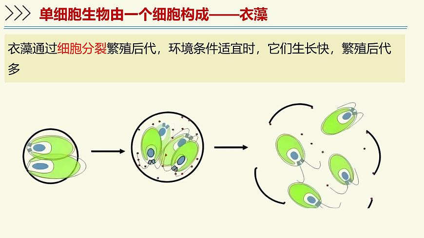 1.2.2单细胞生物（教学课件）——初中生物学苏教版（2024）七年级上册第7页