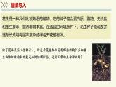 1.2.3多細(xì)胞生物（教學(xué)課件）——初中生物學(xué)蘇教版（2024）七年級上冊