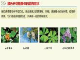 1.2.3多細(xì)胞生物（教學(xué)課件）——初中生物學(xué)蘇教版（2024）七年級上冊