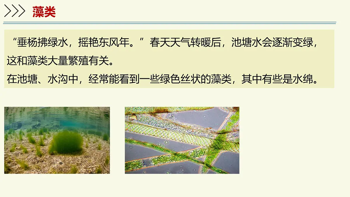 2.3.1藻类和苔藓植物、蕨类植物（教学课件）——初中生物学苏教版（2024）七年级上册第4页