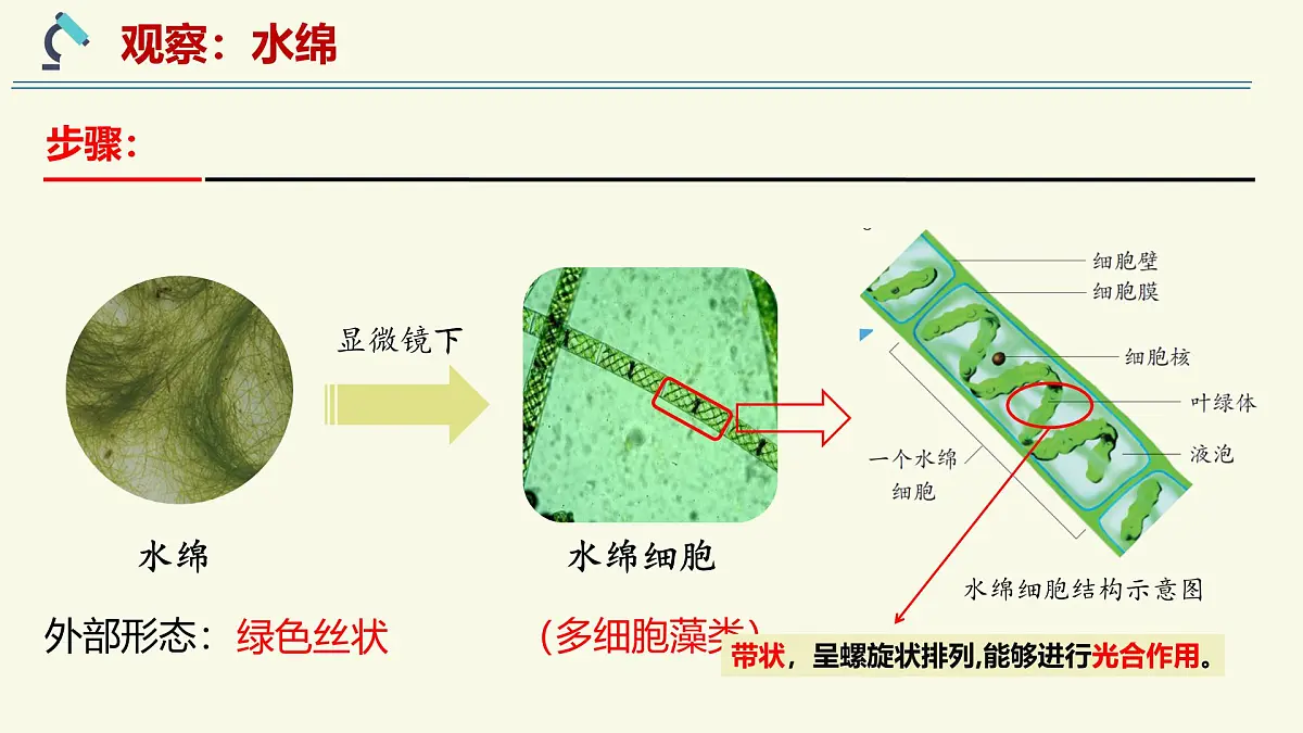 2.3.1藻类和苔藓植物、蕨类植物（教学课件）——初中生物学苏教版（2024）七年级上册第6页
