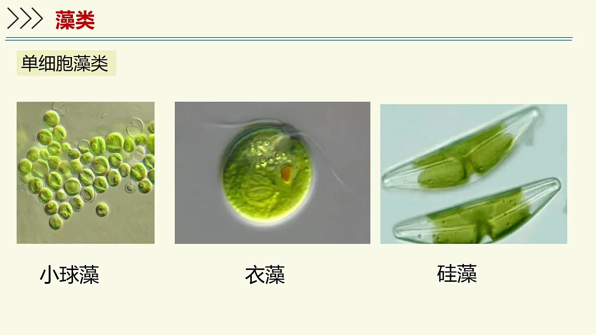 2.3.1藻类和苔藓植物、蕨类植物（教学课件）——初中生物学苏教版（2024）七年级上册第8页