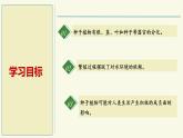 2.3.2種子植物（教學(xué)課件）——初中生物學(xué)蘇教版（2024）七年級上冊
