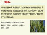 2.3.2種子植物（教學(xué)課件）——初中生物學(xué)蘇教版（2024）七年級上冊